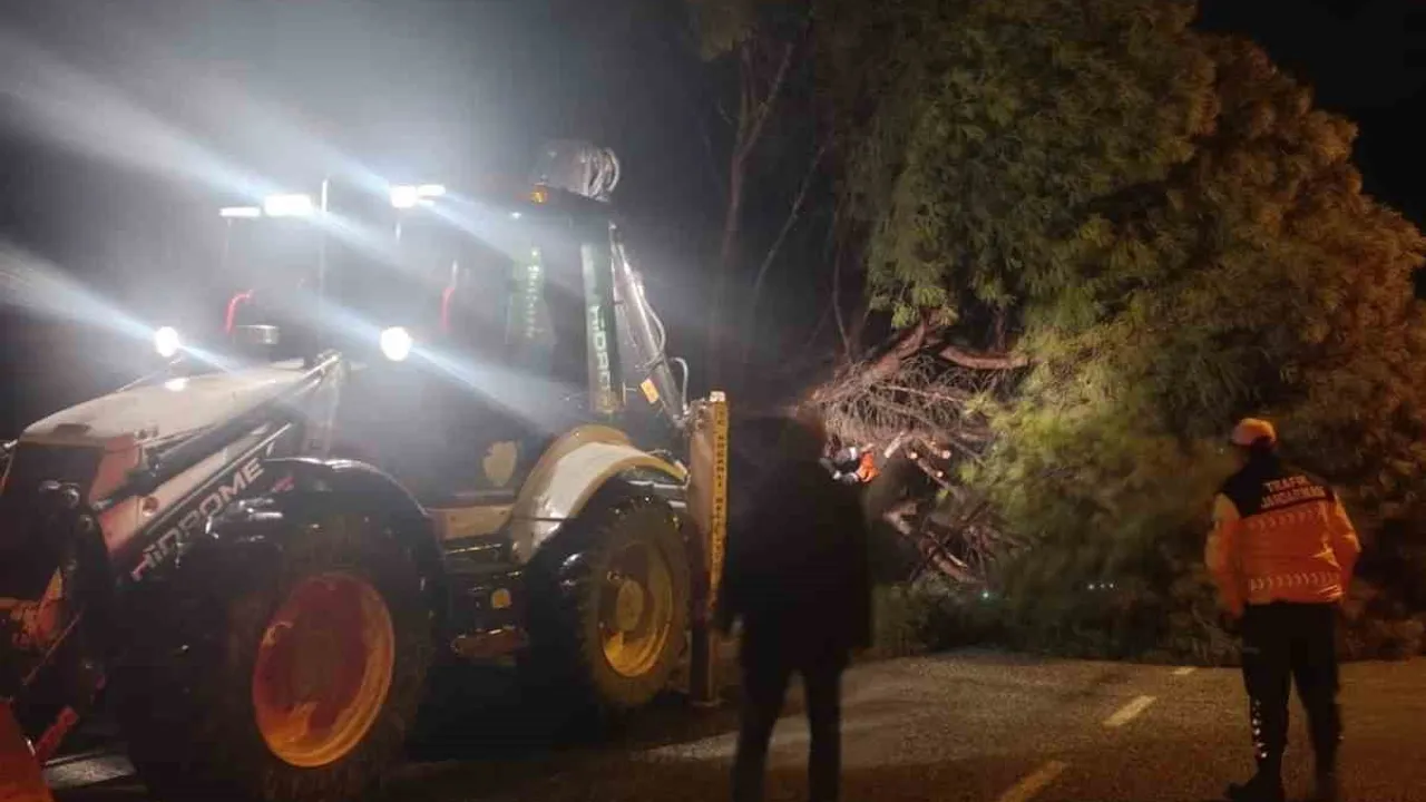 Koçarlı'da Yağış Çam Ağacını Yola Devirdi, Belediye Ekipleri Müdahale Etti