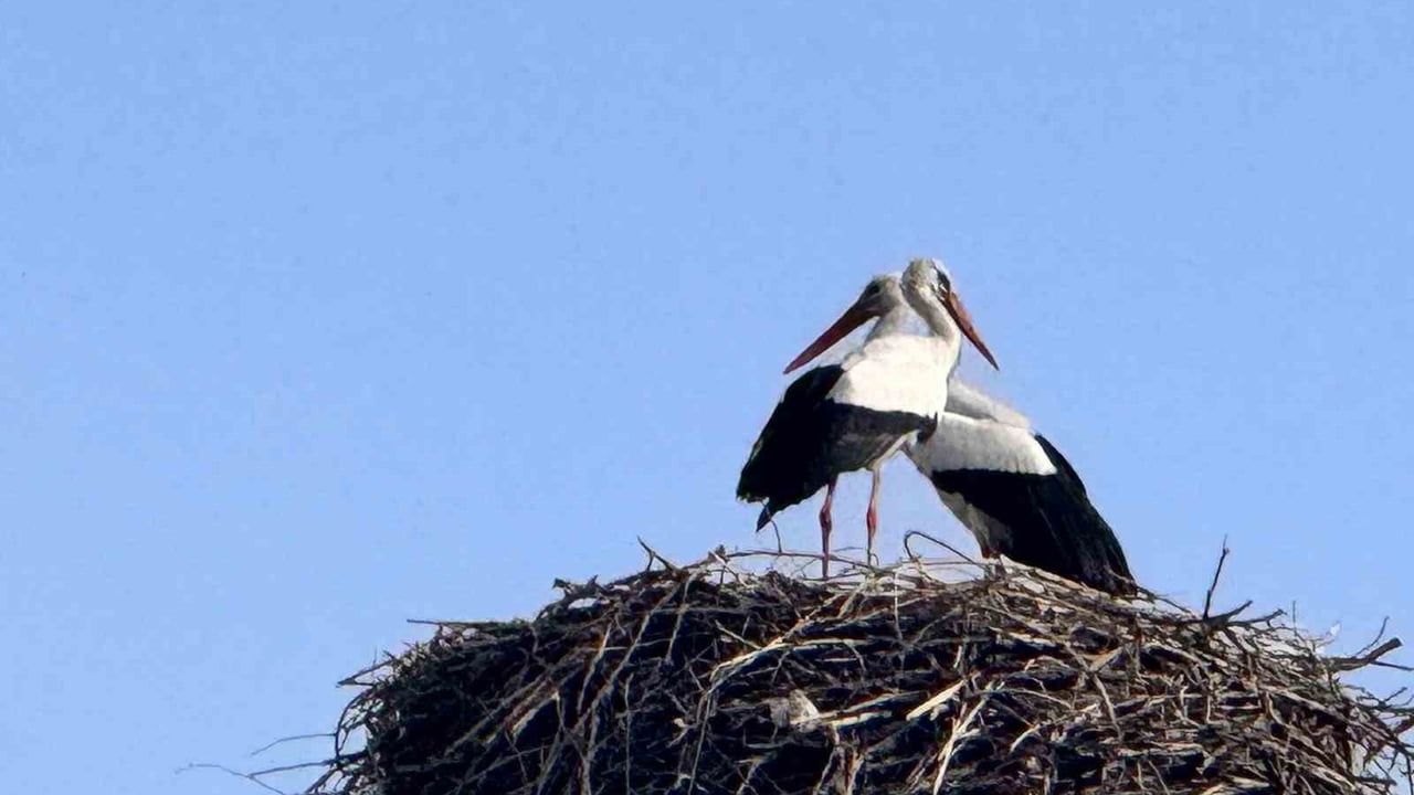 Leylekler Ardahan'a Ulaştı: İlkbahar Göçü Başladı
