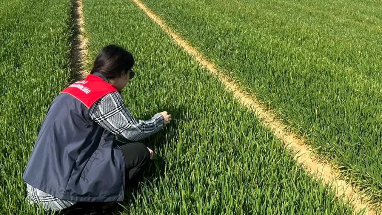 Lüleburgaz ve Pehlivanköy’de hububat tarlalarında kapsamlı saha çalışmaları sürüyor