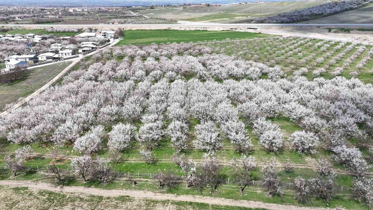 Malatya’da Kayısı Bahçeleri Çiçek Açtı: Havadan Kartpostallık Görüntüler