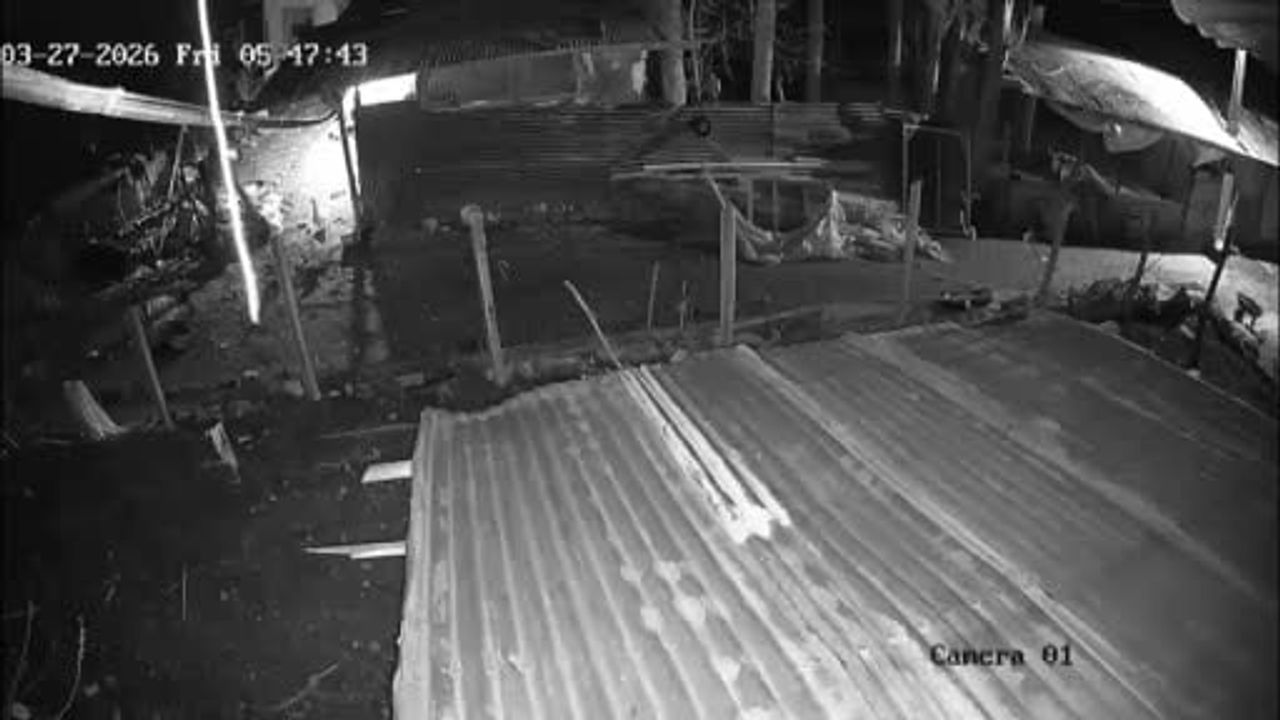 Malatya'da kümese giren kurt, Hacı Derviş Mahallesi'nde bir kazı alıp kaçtı