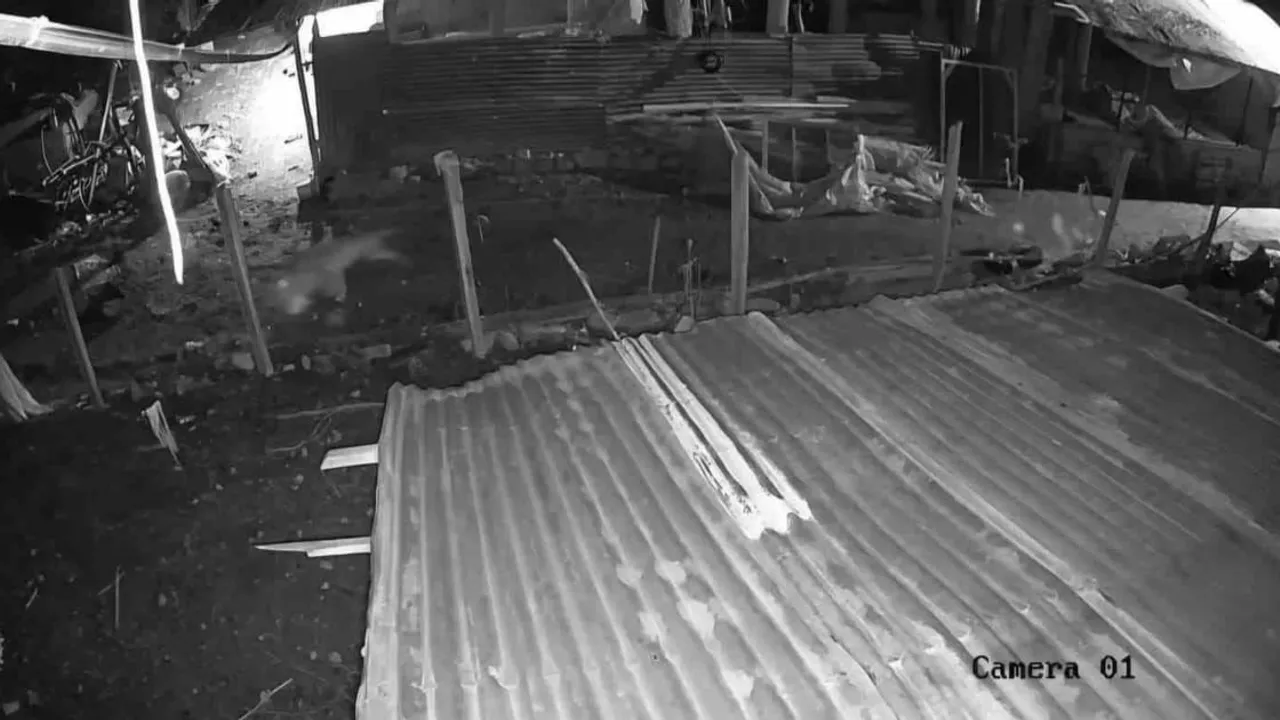 Malatya Darende'de kümese giren kurt bir kazı alıp kaçtı