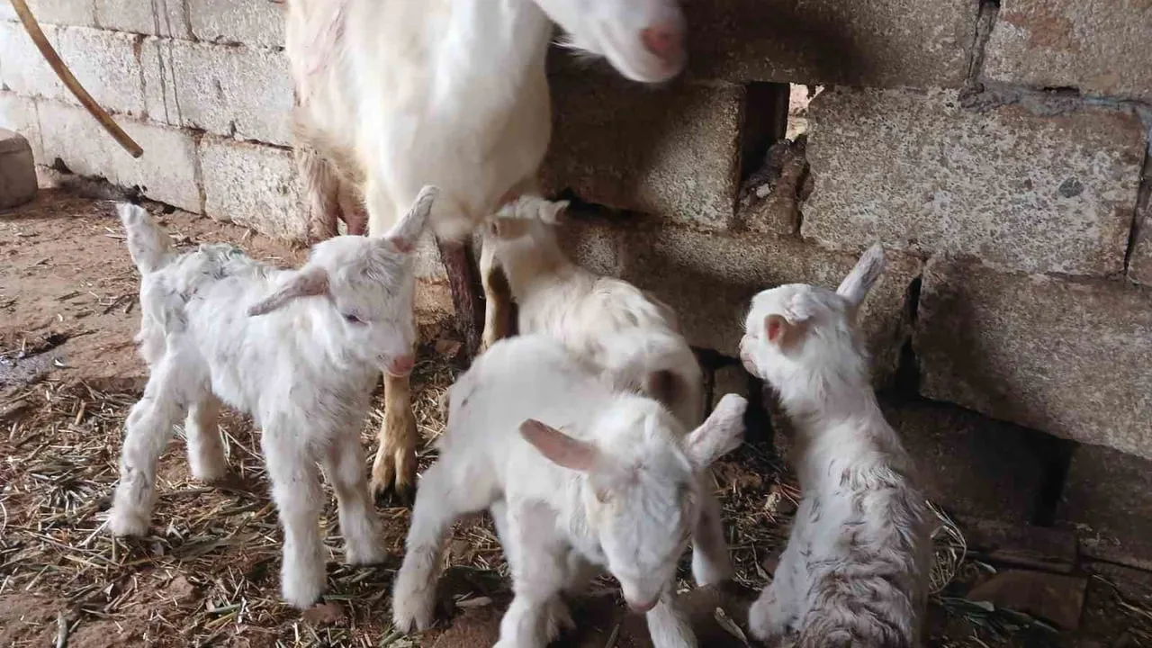 Manisa Sarıgöl'de Saanen keçiden dördüz doğum: Yavrular sağlıklı, ilgi odağı oldu