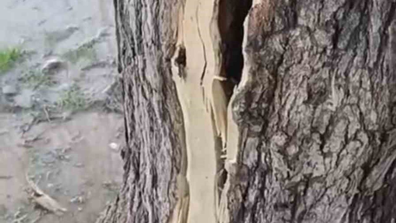 Mardin Kızıltepe'de Yıldırım Dut Ağacını İkiye Böldü