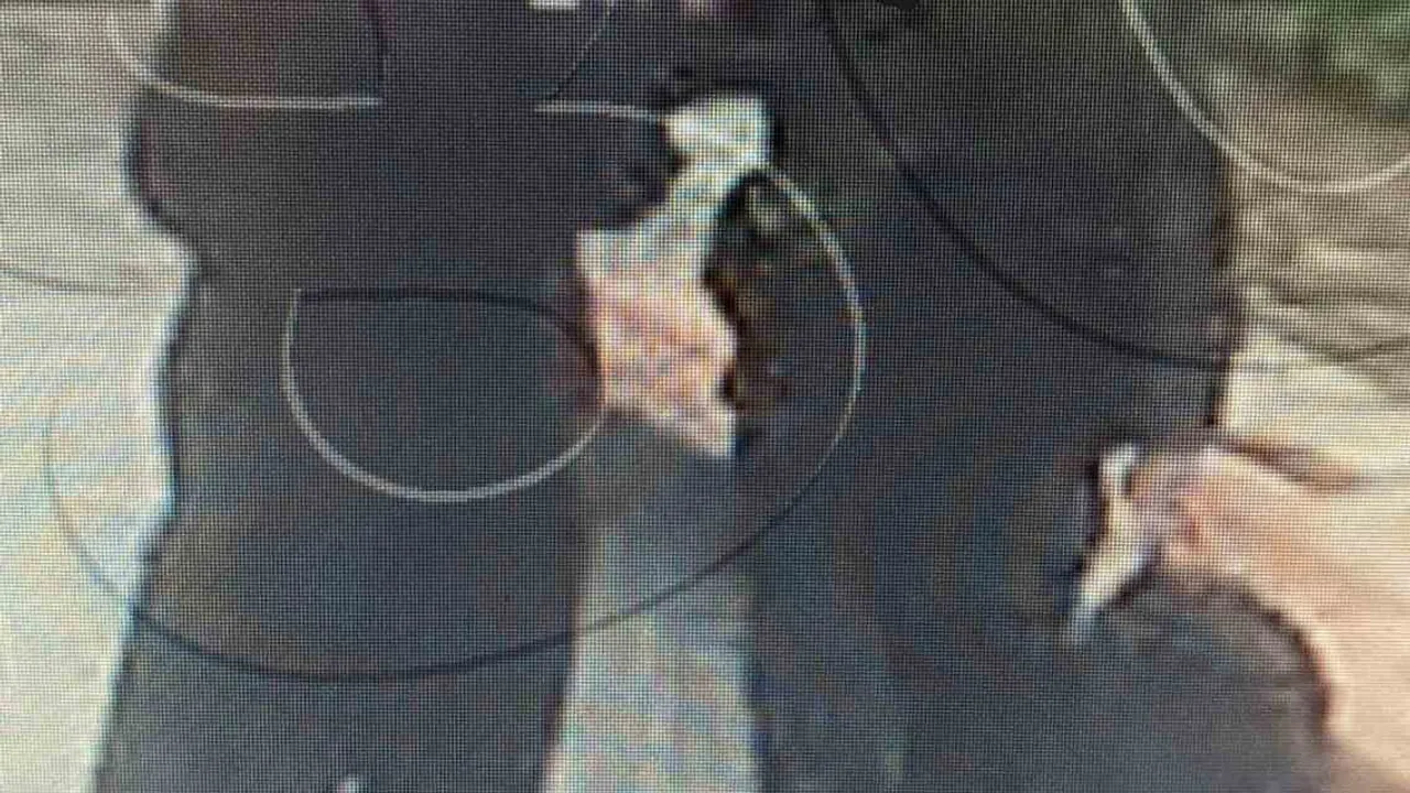 Marmaris yat limanındaki iş yerine silahlı saldırıda şüpheliler ilçe dışına çıkamadan yakalandı