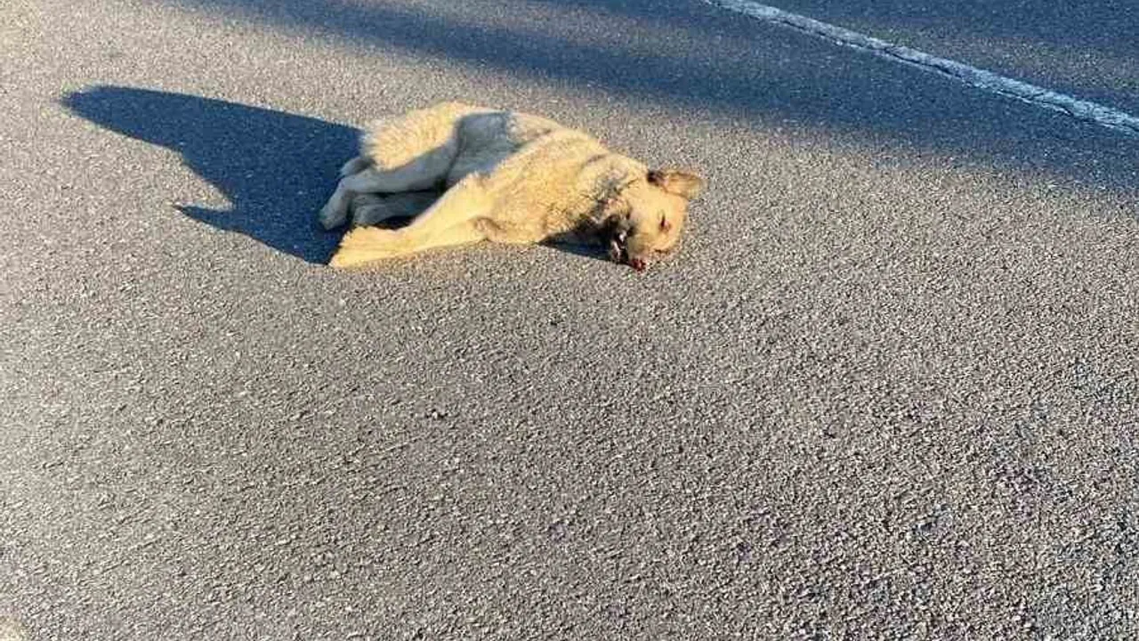 Muş-Bitlis Kara Yolu'nda Yola Çıkan Köpeğe Çarpan Araç: Köpek Telef Oldu, Araçta Maddi Hasar