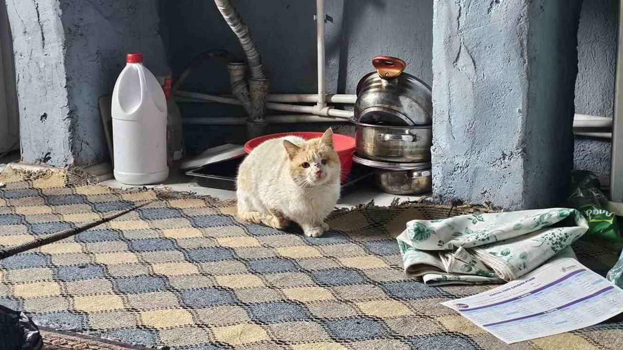 Muş’ta Öldürülen Seyithan Balaman’ın Kedileri Dokuz Gündür Mezar Başında Bekliyor