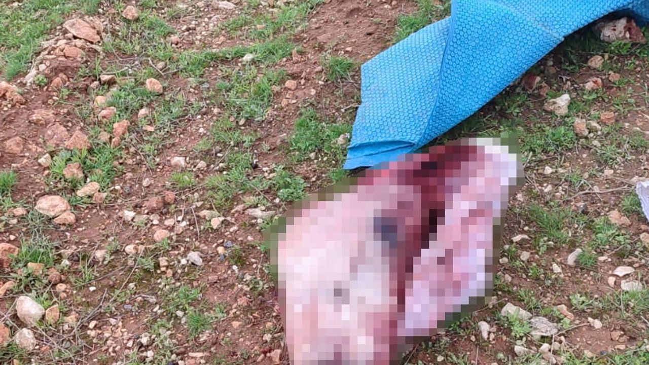 Şanlıurfa Eyyübiye'de çuval içinde at kafası ve parçaları bulundu — Jandarma inceleme başlattı