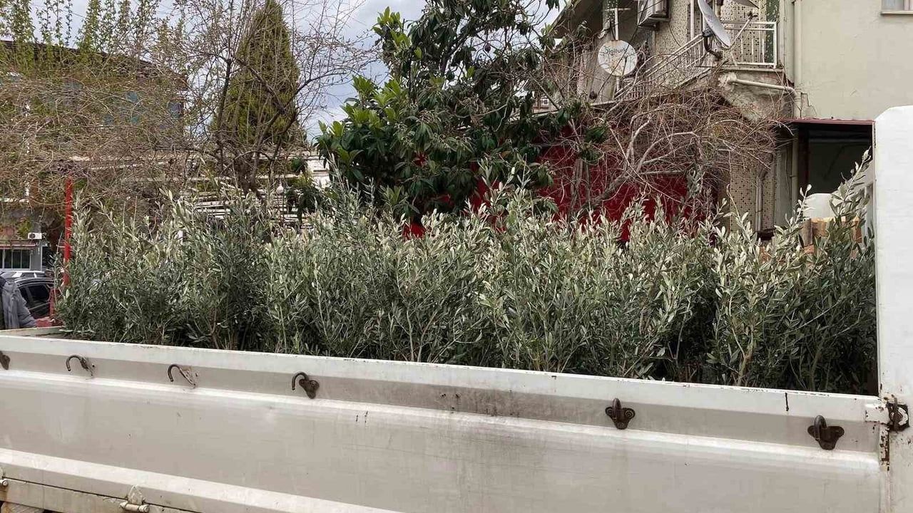 Sarıgöl’de Trilye zeytin fidanlarına yoğun talep: 4 bin sertifikalı fidan dağıtılıyor
