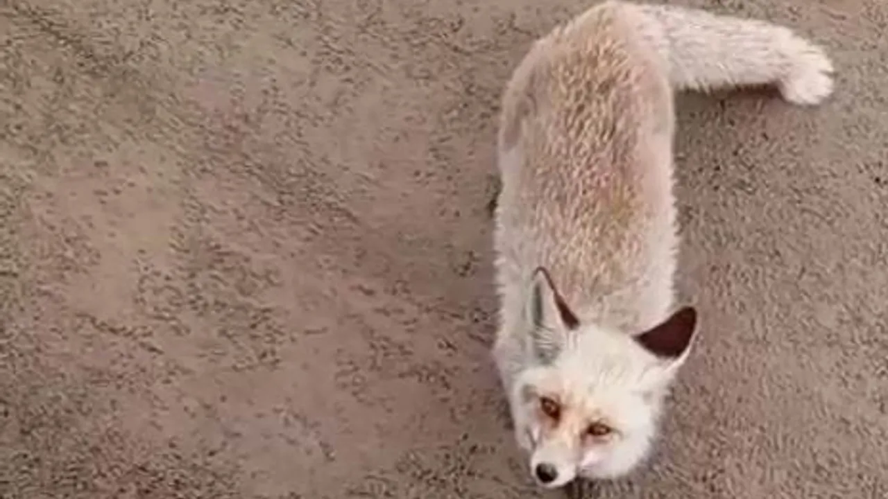 Siirt Kurtalan'da Aç Kalan Tilki İşçilerin Yanına Gelip Yiyecek Aradı