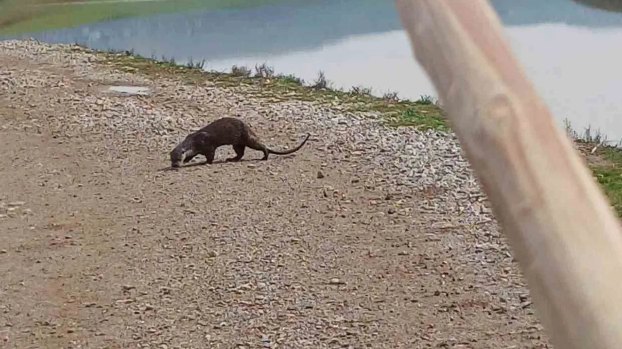 Siirt’te Saipbeyli Köyü’nde Nesli Tehlikede Olan Su Samuru Görüldü