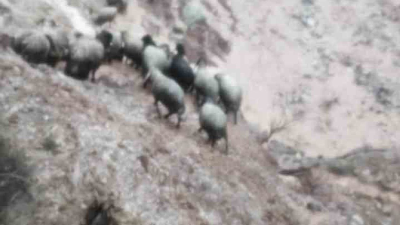 Silopi'de sağanak Cudi Dağı eteklerindeki göçerleri vurdu: Çadırlar zarar gördü, küçükbaş hayvanlar telef oldu