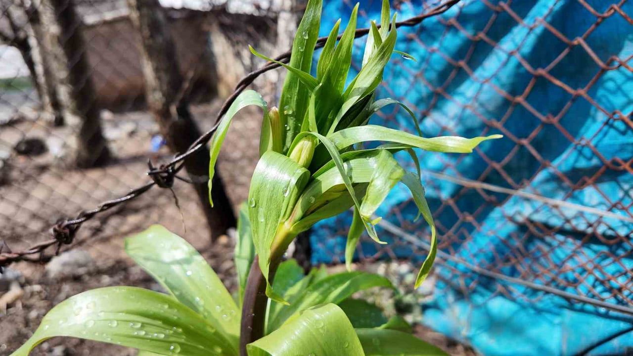 Şırnak'ta ters laleler açtı: Koruma altındaki bitkiye zarar vermenin cezası 700 bin lira