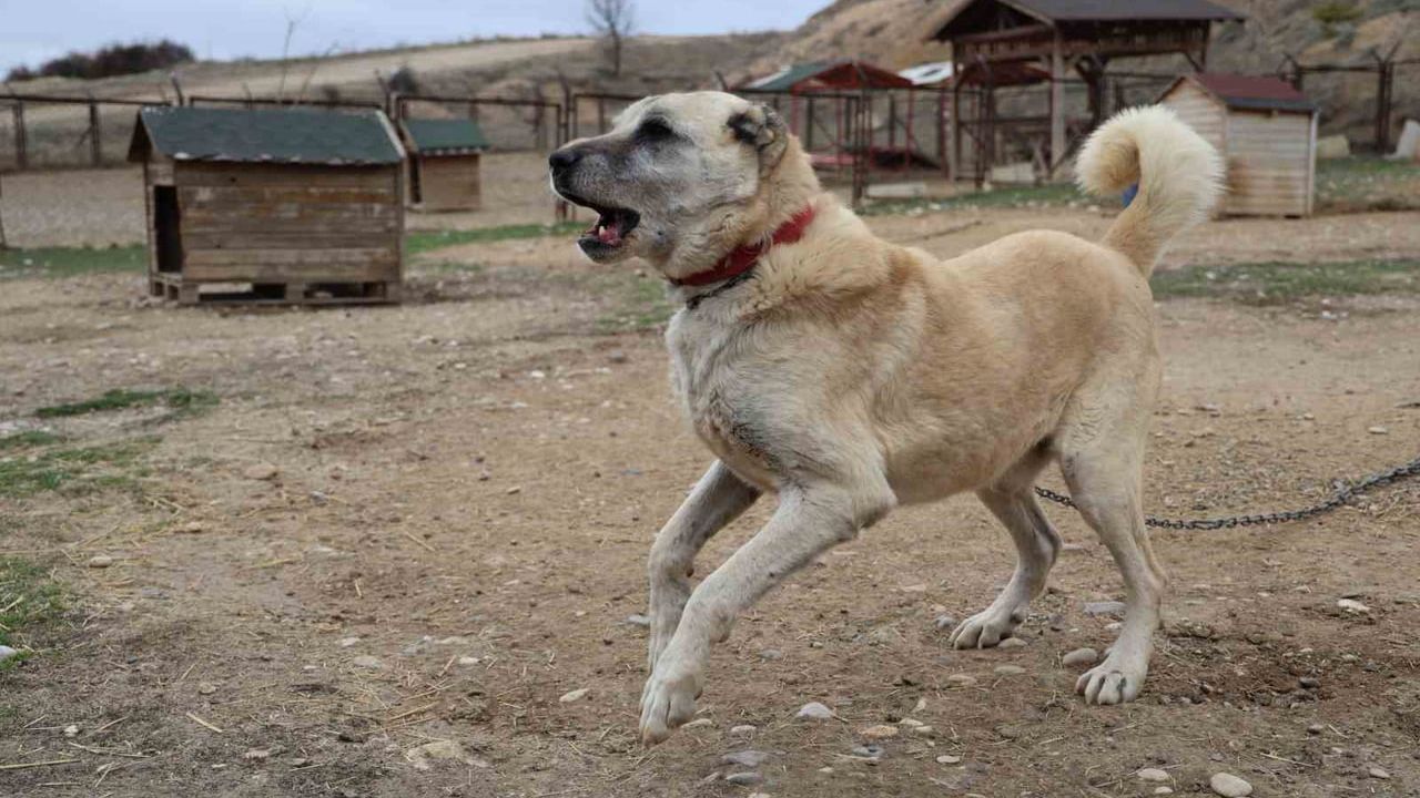 Sivas'ta 2026'ın İlk Kangal Yavruları Doğdu: Anne Seçimi ve Karakter Ayrımı Öne Çıkıyor