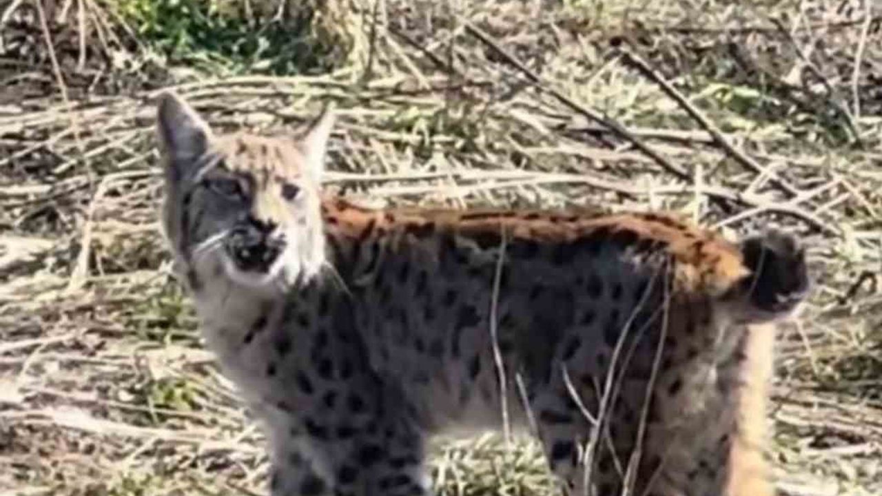 Sivas'ta nesli tehlike altındaki 'ormanın hayaleti' vaşak cep telefonu kamerasında