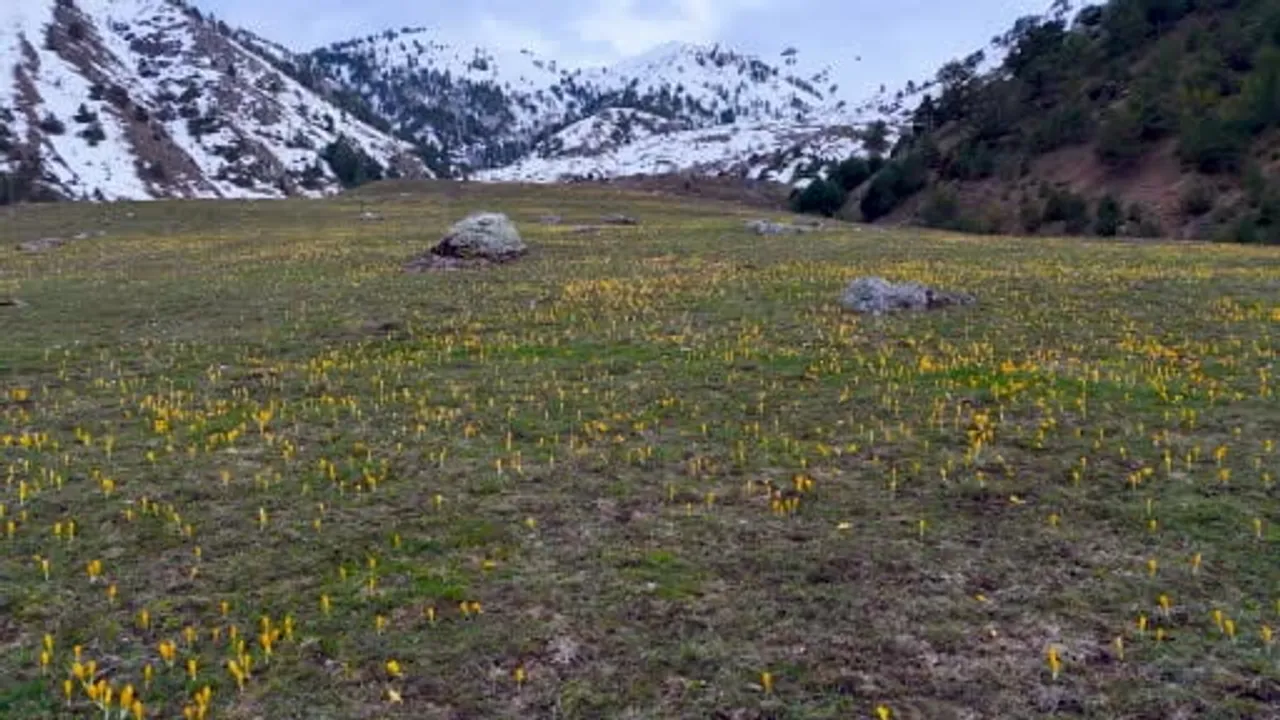 Süleymaniye Mahallesi'nde Musalla Vadisi sarı ve mor çiğdemlerle renklendi