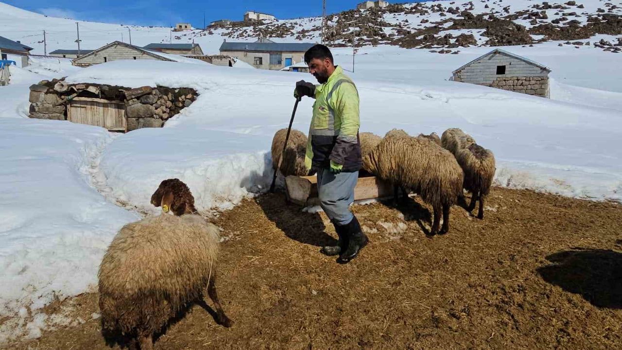 Süphan Dağı eteğinde Kışkılı besicileri zorlu iklimle hayvancılığı sürdürüyor