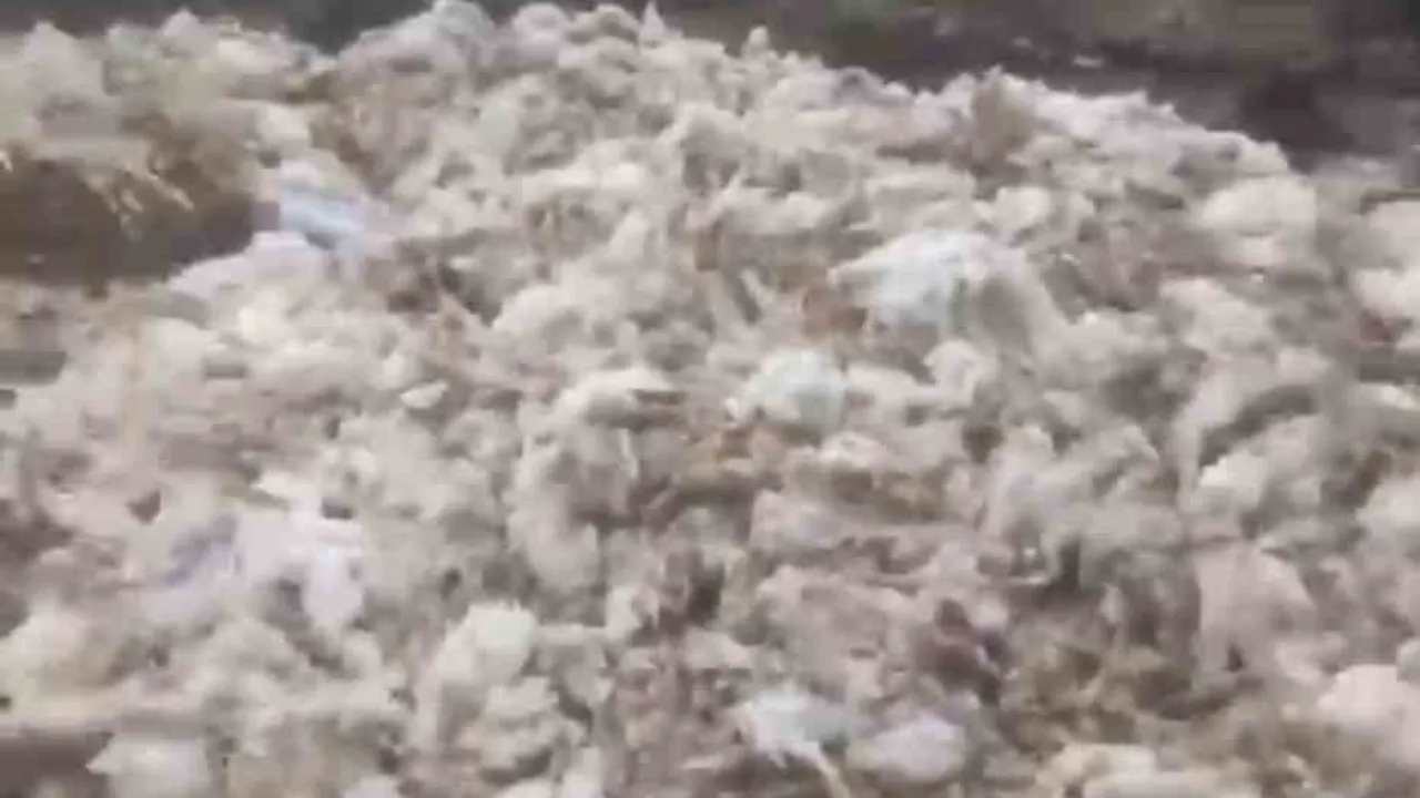 Tarsus Ardıçlı'da Ormanlık Alana Atılan Ölü Tavuklar Çevre ve Sağlık Endişesi Yarattı