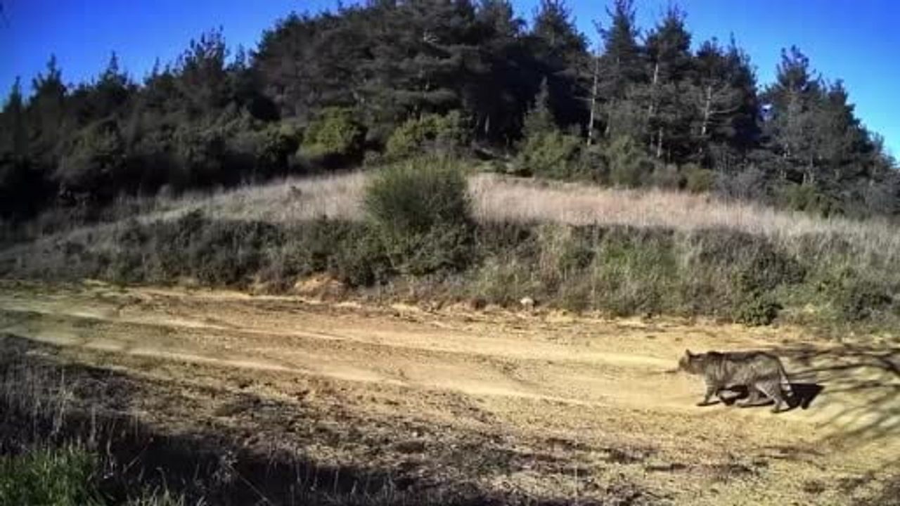 Tekirdağ Ganos Dağları'nda fotokapana yansıyan yaban kedisi