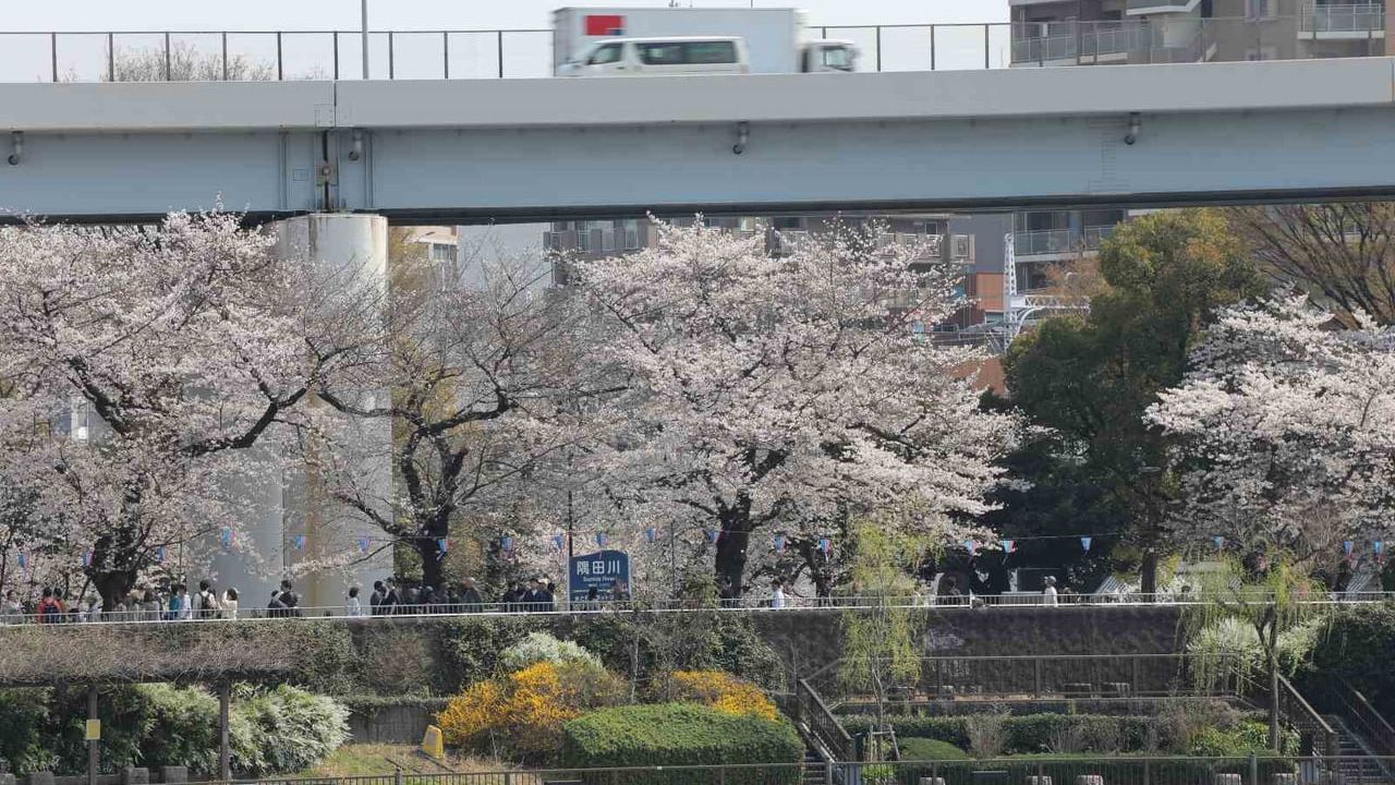 Tokyo’da Sakuralar Başkenti Renklendirdi: Ueno ve Sumida Parkları Ziyaretçi Akınına Uğradı