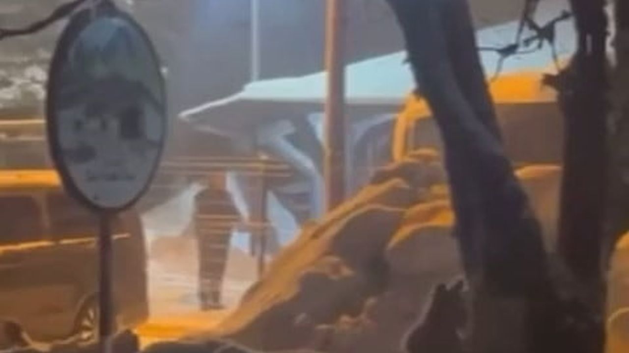 Uludağ'da kış uykusundan uyanan ayı ailesi Sarıalan'a indi