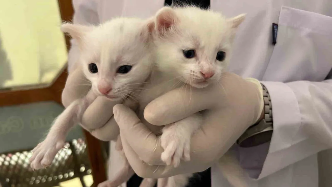 Van YYÜ'de 2026'nın İlk Van Kedi Yavruları Doğdu: 8 Anne, 20 Sağlıklı Yavru