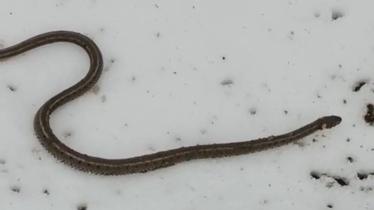 Yüksekova Beşatlı'da su hattı onarımı sırasında yaklaşık 1 metrelik yılan bulundu