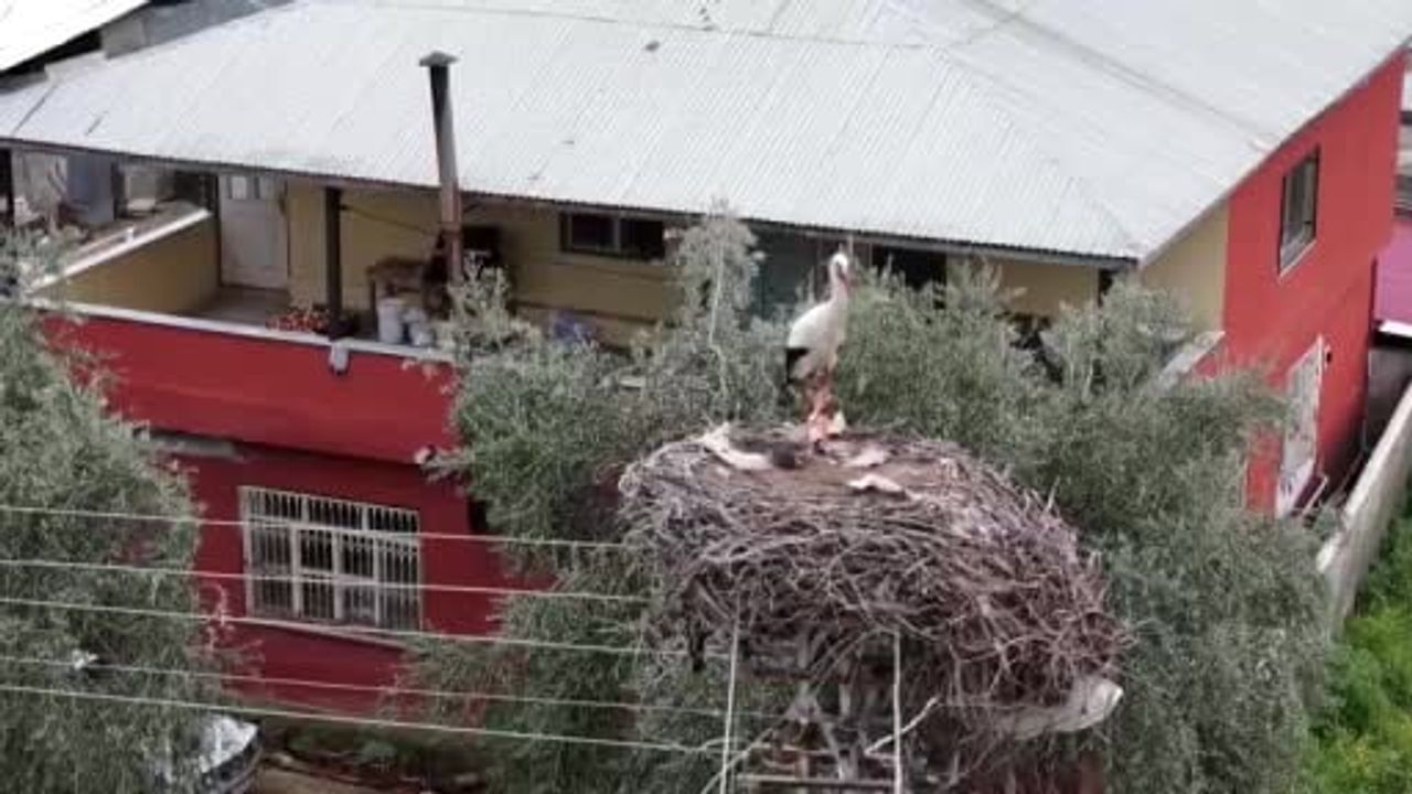 Acarmantaş Mahallesi'ne 6 yıldır gelen leylekler bu yıl da yuvalarına döndü