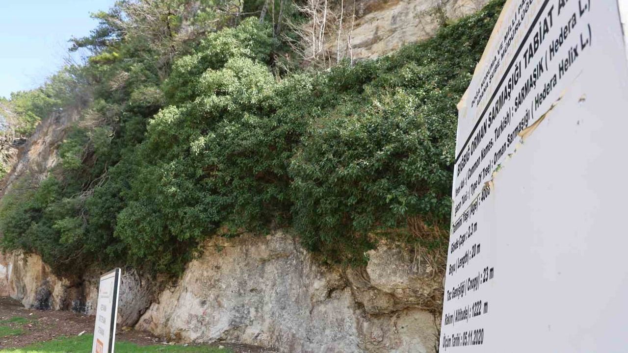 Adana'da Yaklaşık 4 Bin Yıllık Bığbığ Orman Sarmaşığı Baharı Ziyaretçileriyle Karşıladı