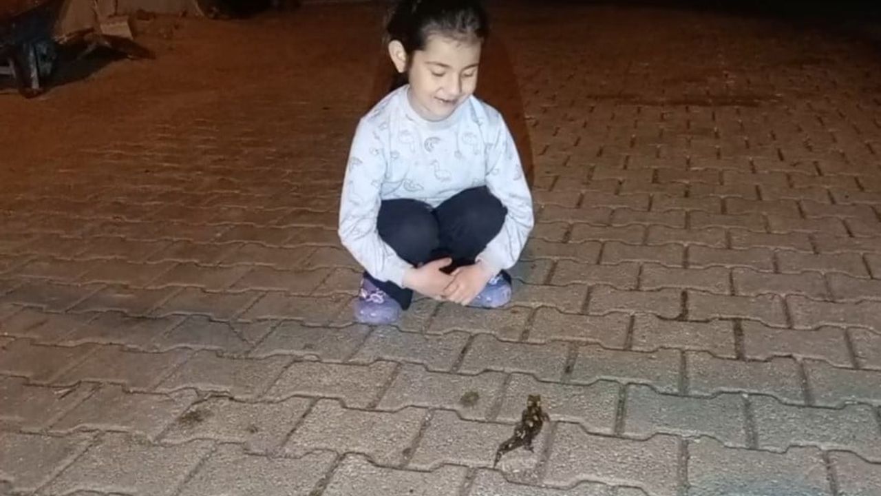 Adana Feke'de nesli tükenme tehdidi altındaki 'sarı benekli semender' görüldü