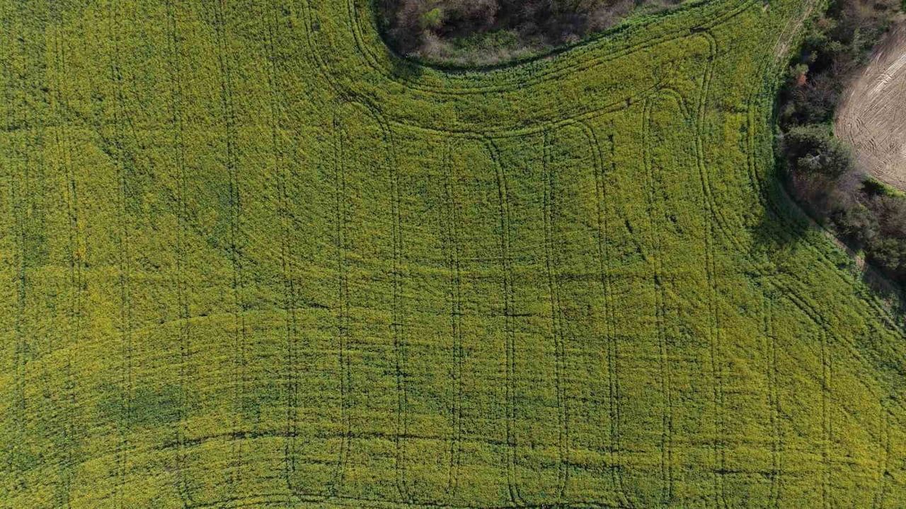 Adana İmamoğlu'nda devlet destekli kanola üretimi üreticilerin gelir beklentisini artırdı