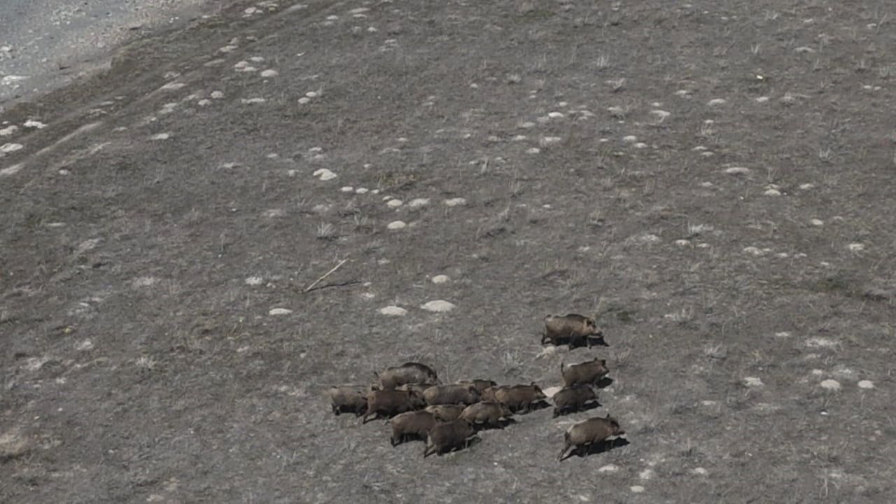 Adilcevaz'da yaban domuzları çiftçileri zor durumda bırakıyor