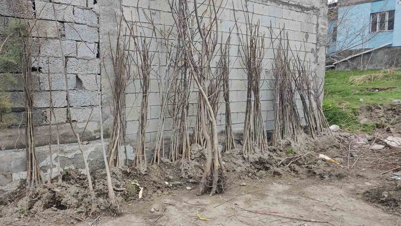 Adilcevaz'ın Tescilli Ceviz Fidanları Satışa Çıktı