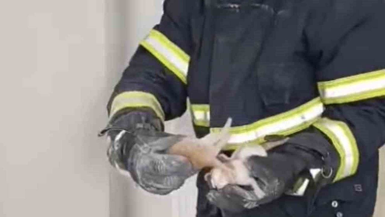 Adıyaman'da asma tavanda doğan 4 yavru kedi itfaiye tarafından kurtarıldı