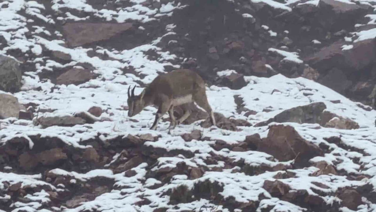 Adıyaman'da sisli havada dağ keçilerinin görsel şöleni