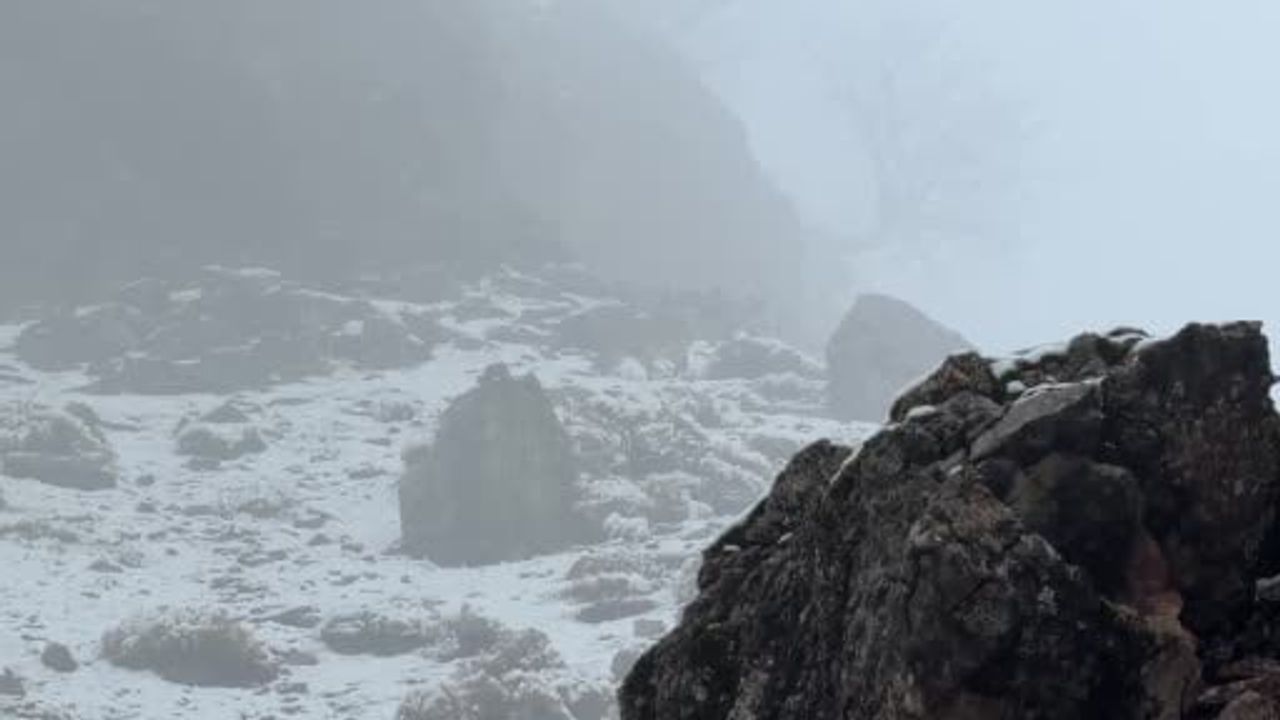 Adıyaman'da sisli sabah: dağ keçilerinin kartpostallık görüntüleri