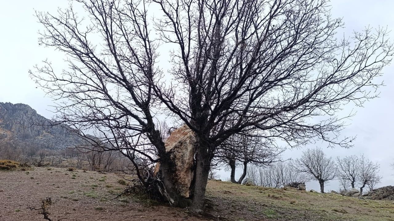 Adıyaman'da yamaçtan kopan kaya ağaca takılarak yola düşmekten kurtuldu