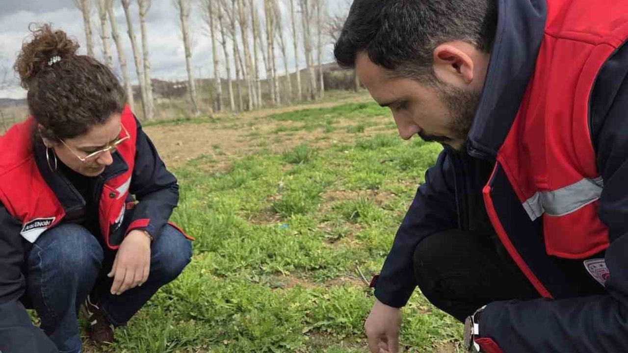 Afyonkarahisar'da Haşhaş ve Hububatta Hastalık ve Zararlı Kontrolleri Başladı