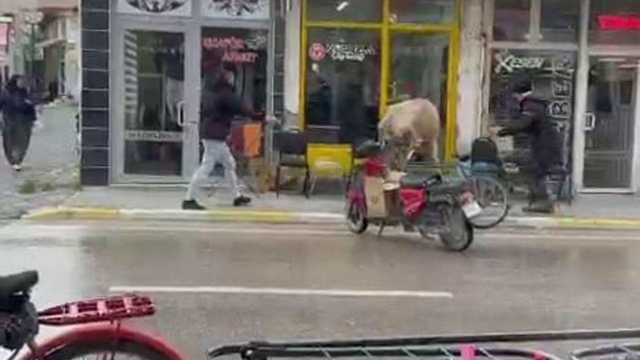 Afyonkarahisar'da sahibinin elinden kaçan inek berber ve çay ocağına girmeye çalıştı