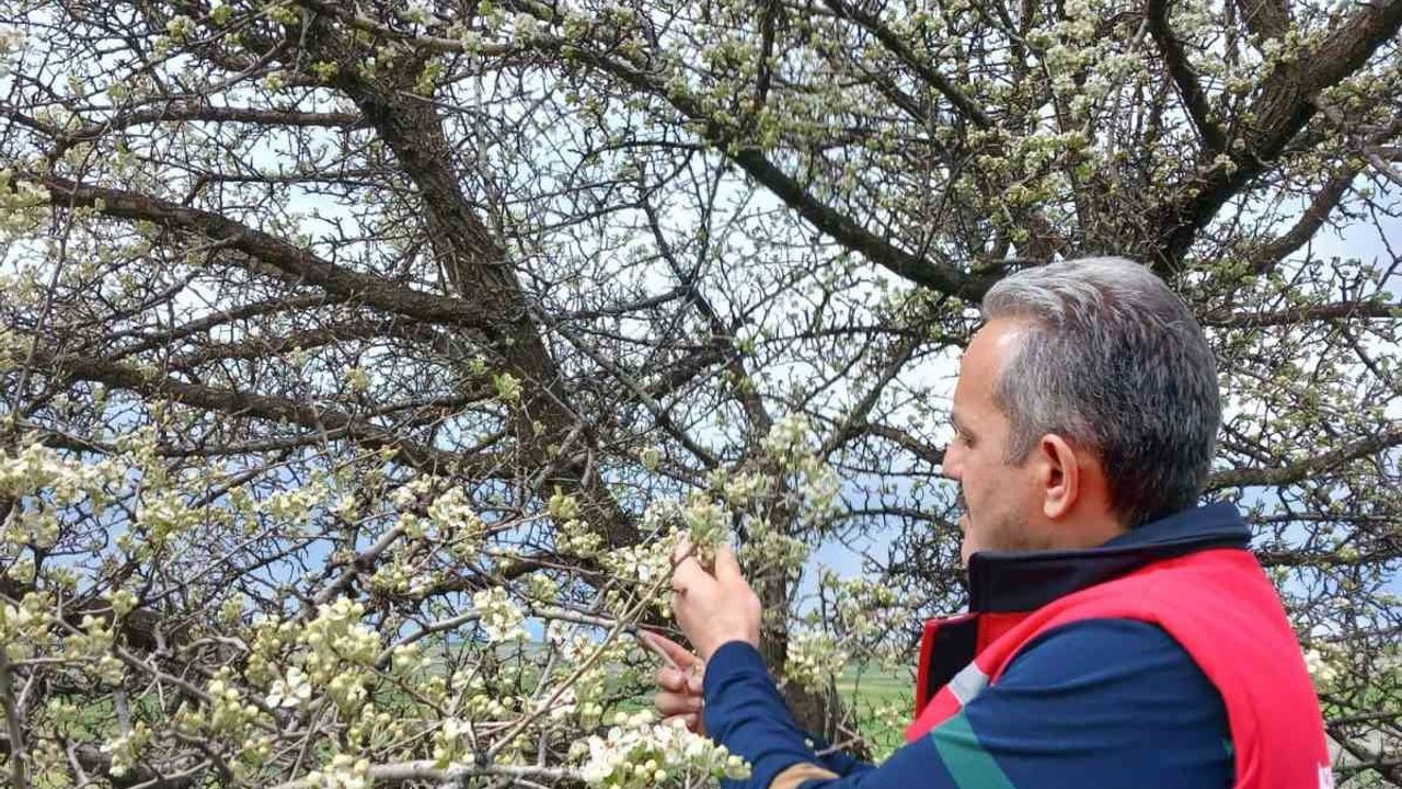 Afyonkarahisar'da zirai don riskine karşı meyve bahçelerinde denetimler sürüyor