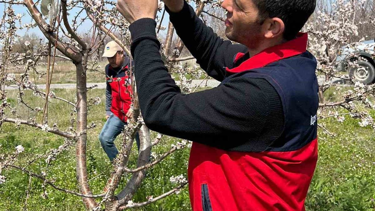 Afyonkarahisar'da zirai don sonrası tarımsal alanlarda hasar tespiti yapıldı