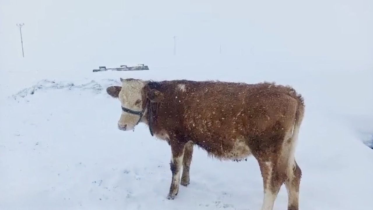 Ağrı'da Nisan karı: Dedebulak köyünde kar kalınlığı insan boyunu aştı