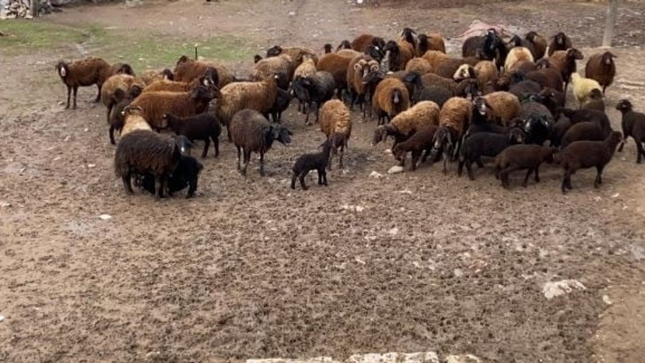 Ağrı Patnos'ta kuzu katma geleneği: Kuzular anneleriyle buluştu