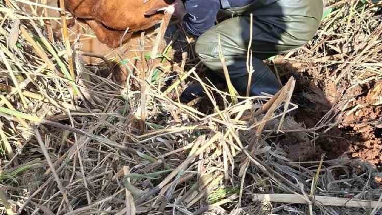 Akçakale'de tahliye kanalına düşen 2 inek itfaiye ekiplerince kurtarıldı