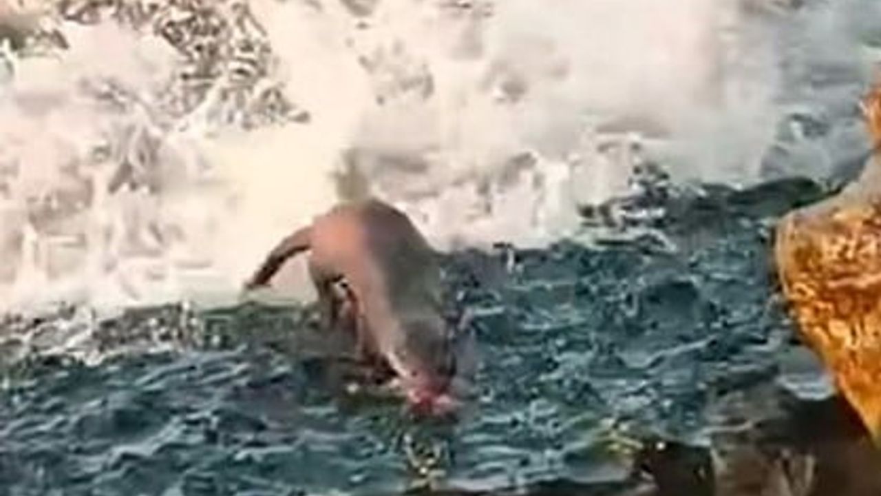 Akçakoca sahilinde balık avlayan su samuru cep telefonu kamerasına takıldı