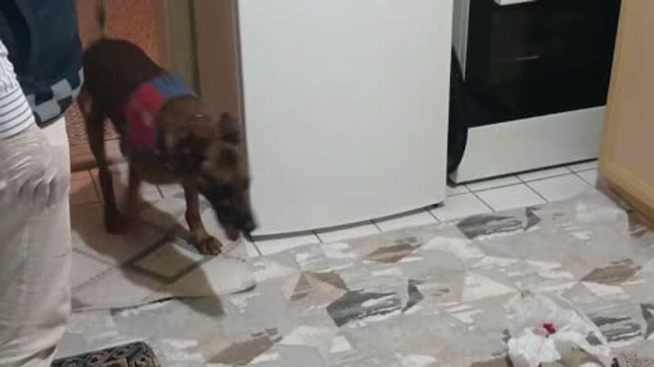 Aksaray'da jandarma operasyonu: Narkotik köpeği Yalman uyuşturucuyu tespit etti