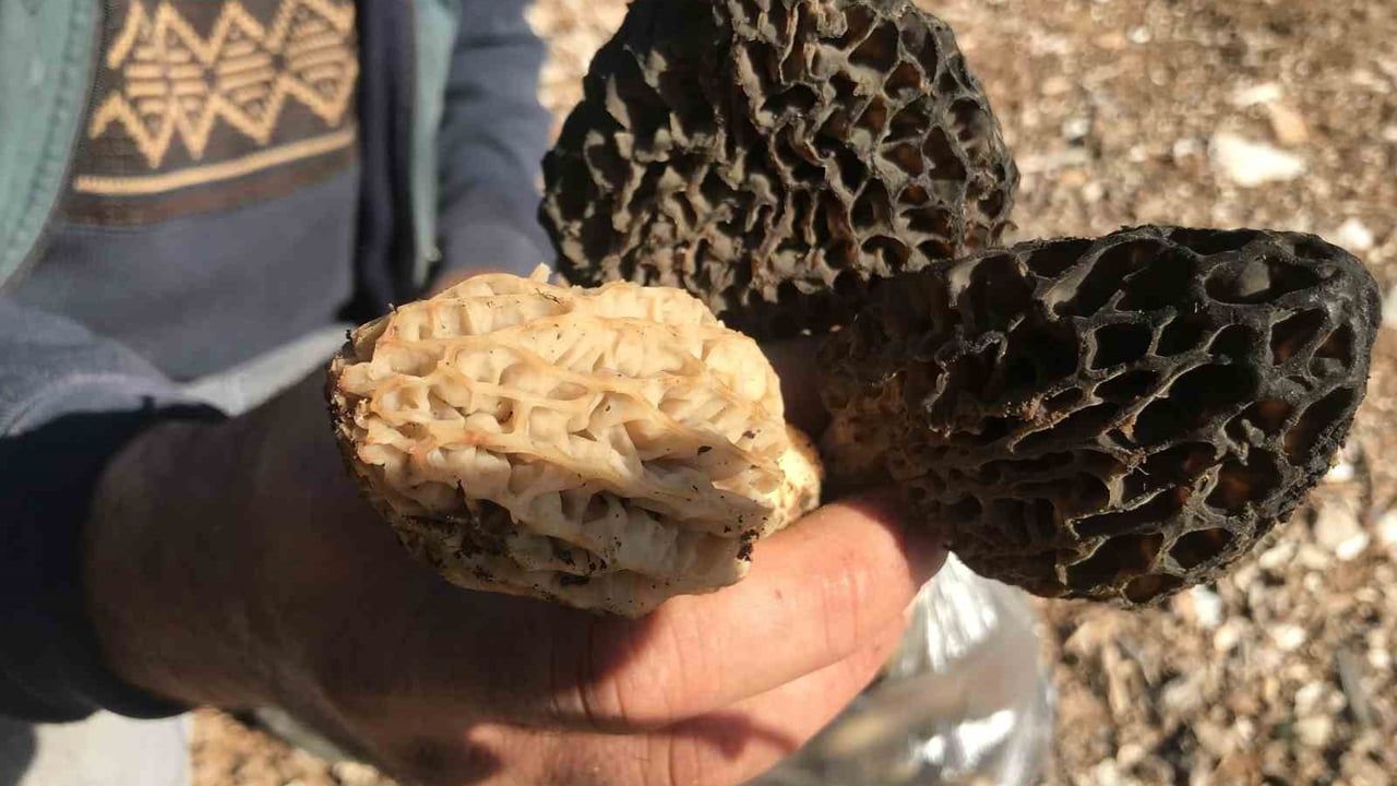 Akseki’de kuzugöbeği sezonu başladı: Bin 800 rakımlı Toroslar’da kilosu bin 500 liradan satılıyor