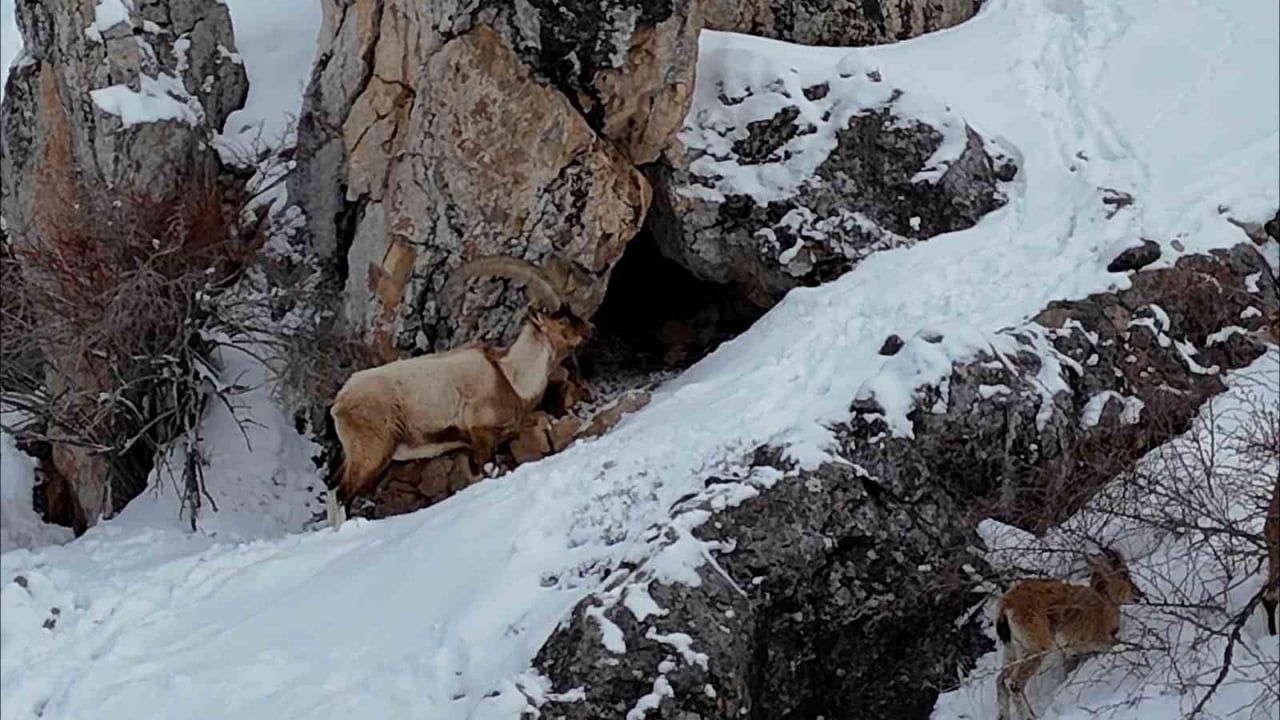 Aladağlar'da Kışta Yaban Hayatı: Dağ Keçileri Dronla Kaydedildi