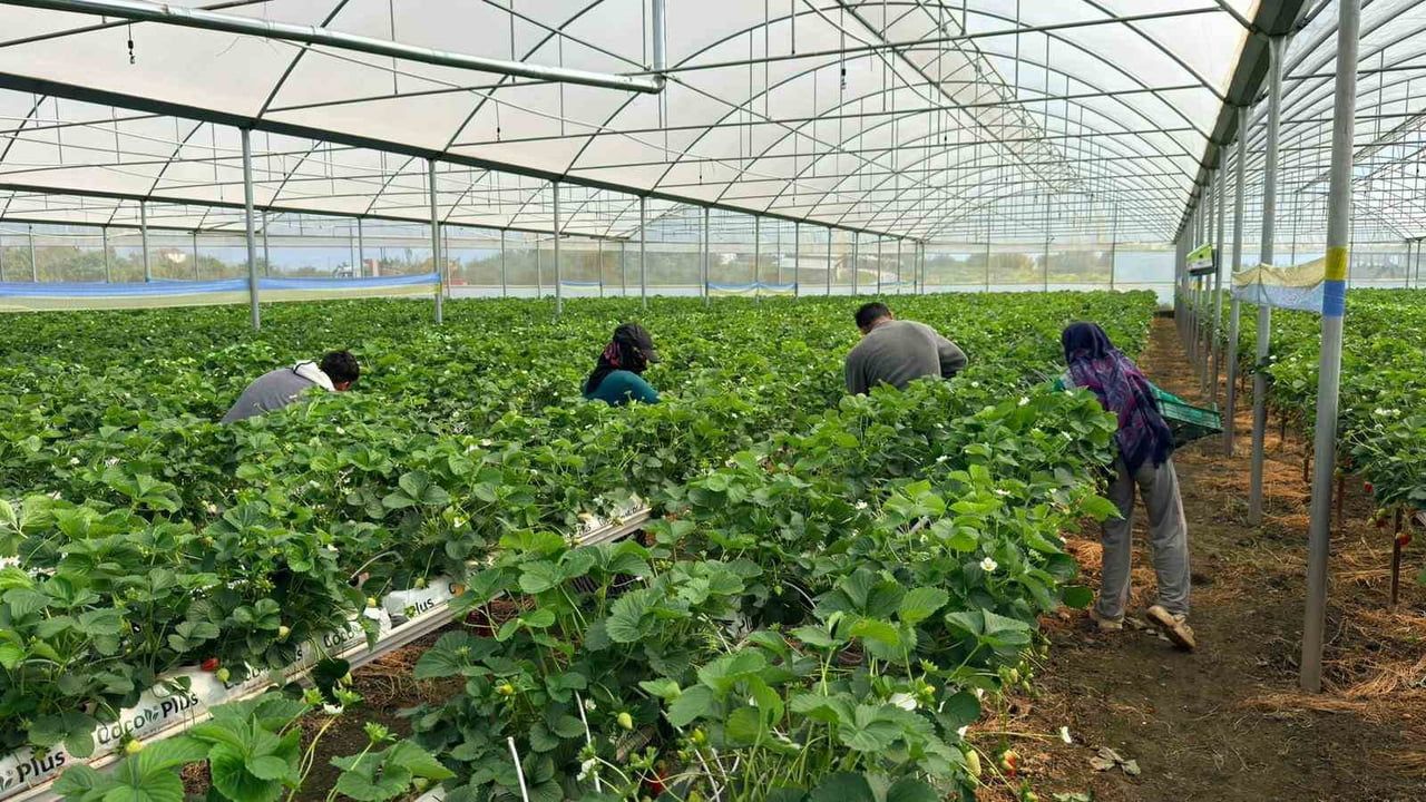 Almanya’da eğitim aldı, Serik’te topraksız çilek üretiminde hedef yıllık 100 ton