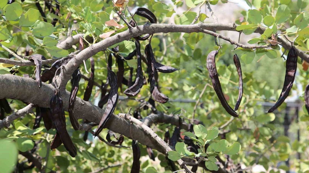 ALTSO Başkanı Erdem: Alanya keçiboynuzunun uluslararası tescili için AB başvurusunu gerçekleştirdik